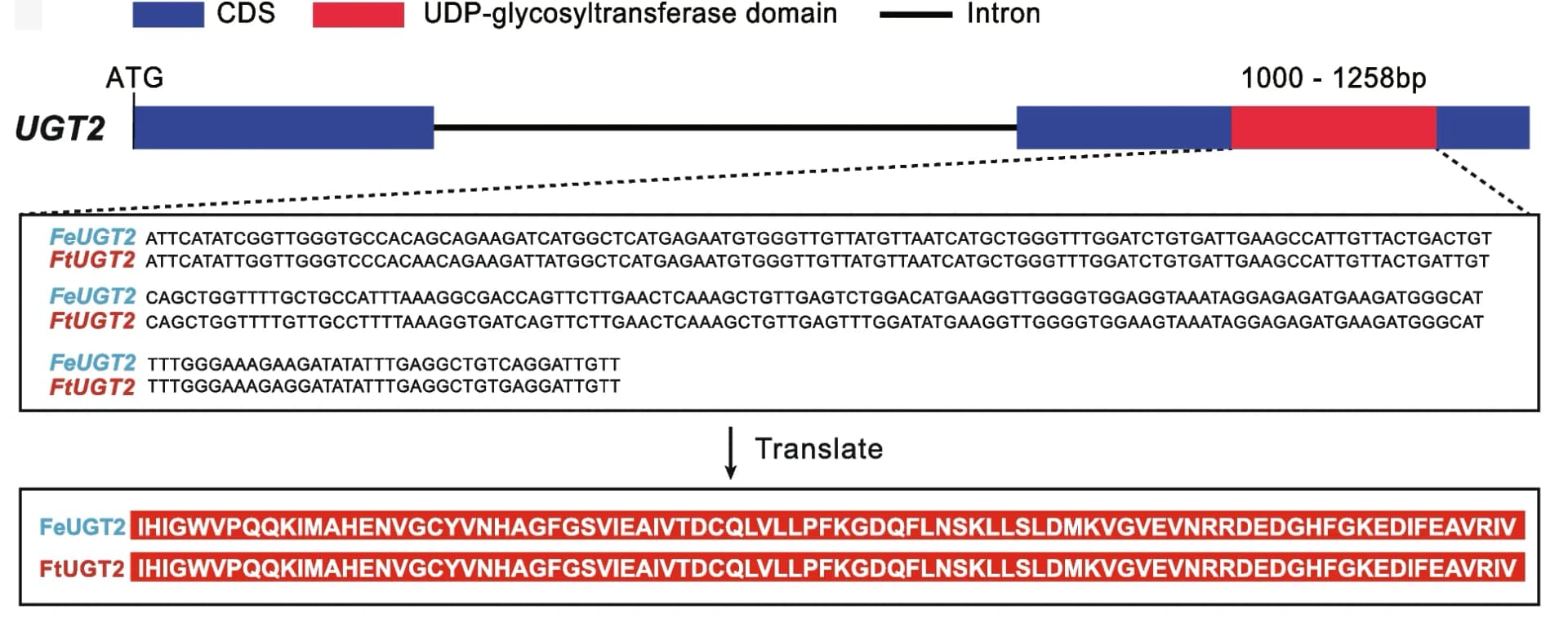 Open access visualization of Illustration, Gene Structure, UGT2, F. esculentum, F. tataricum