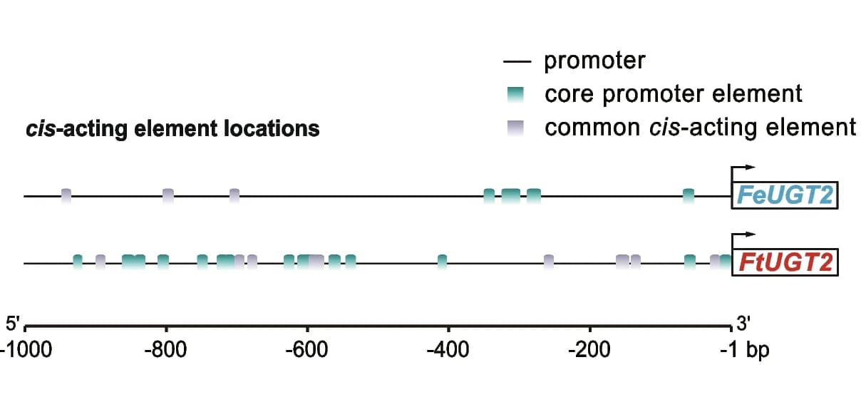 Open access visualization of Illustration, Cis-acting element, UGT2, Motifs