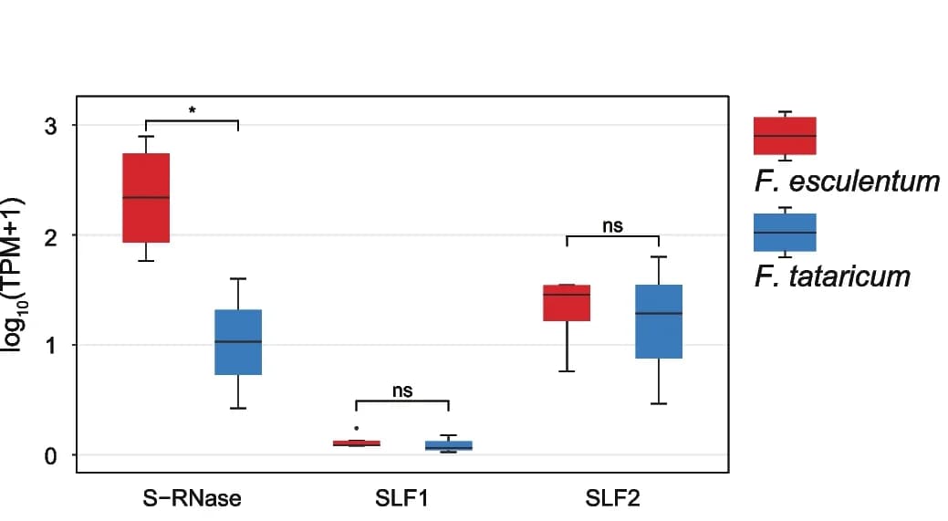 Open access visualization of Box Plot, Gene Expression, Flowers, Self-Incompatibility Genes, T-Test