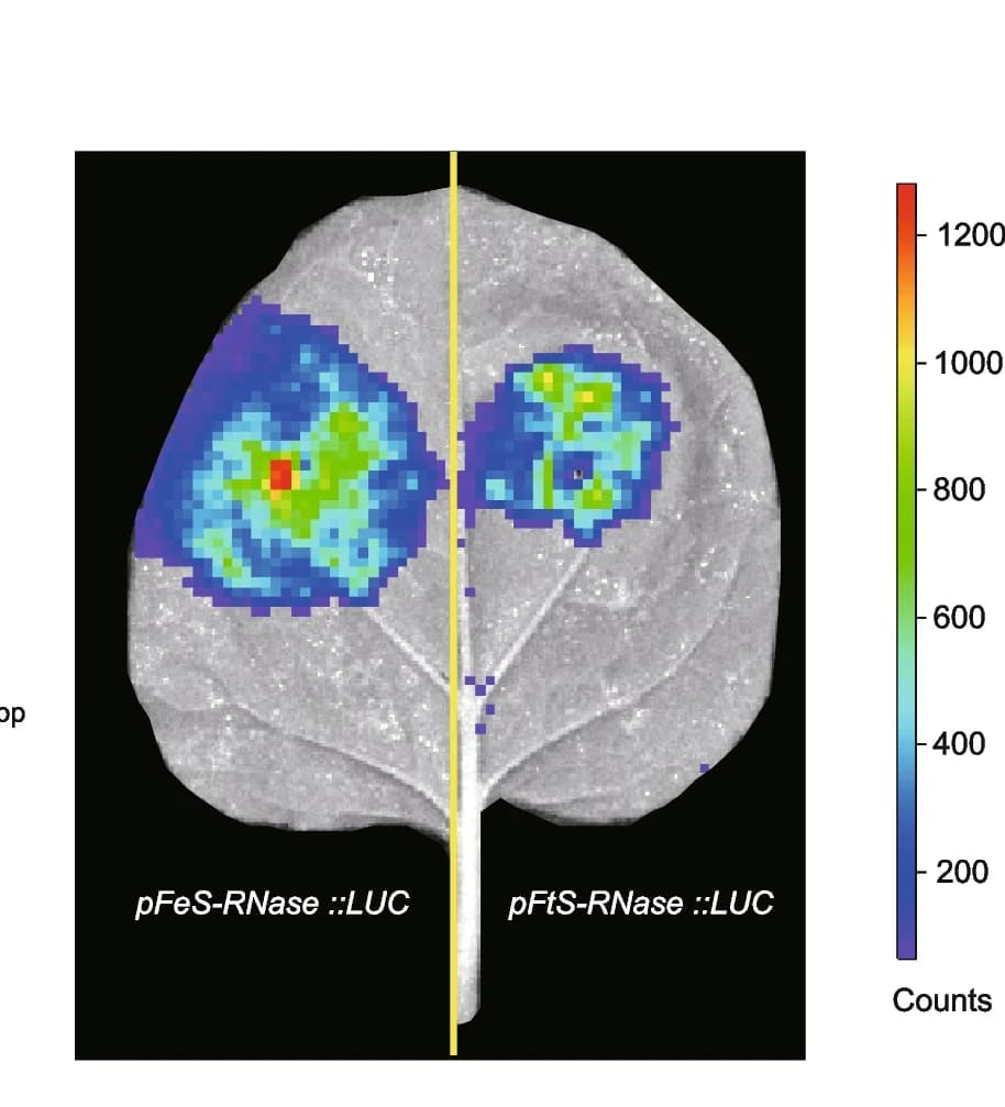 Open access visualization of Microscopy, Transient Expression Assay, Luminescence Intensity, Transcription Activity, S-RNase