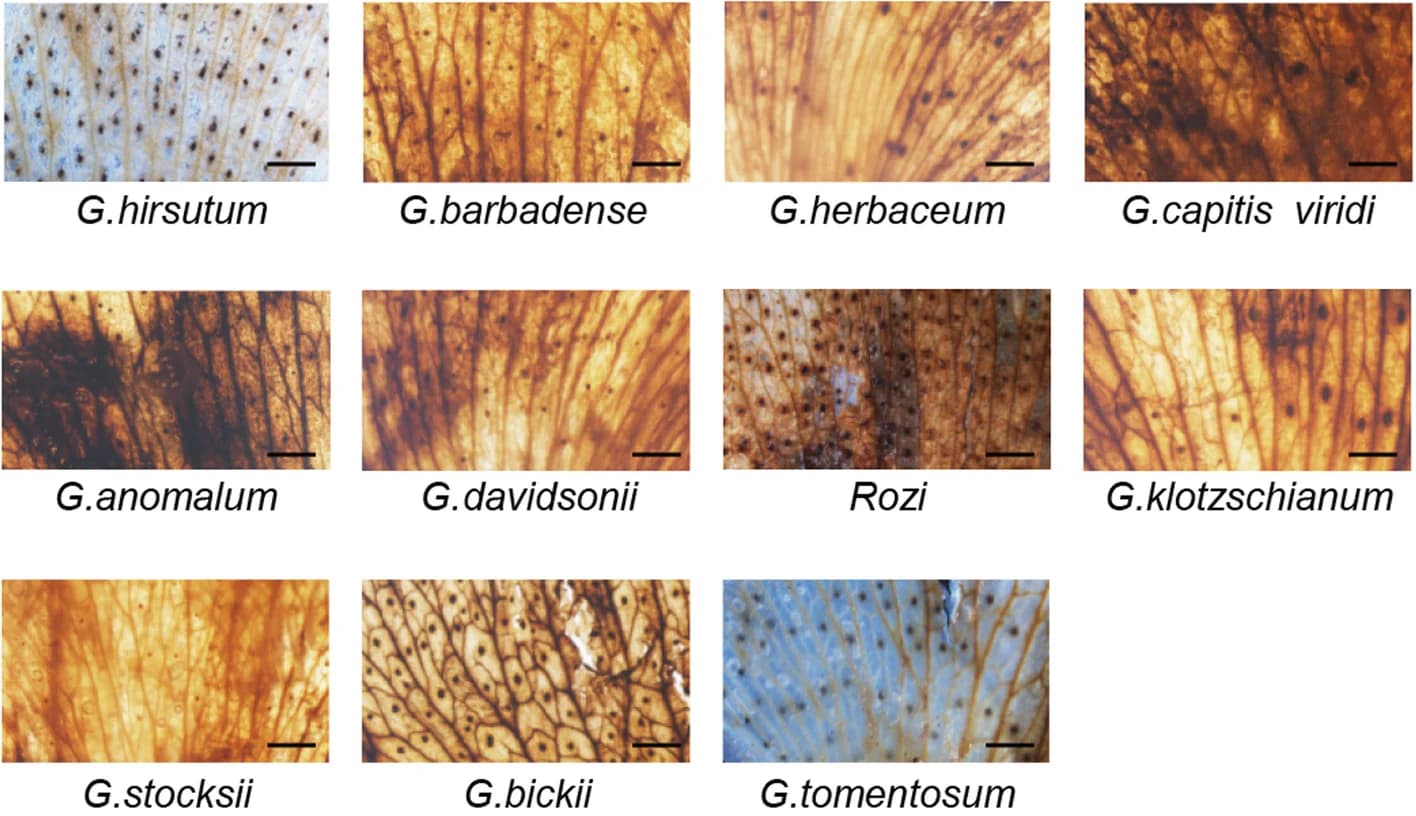 Open access visualization of Microscopy, Floral Petals, Gossypium Species, DAB Staining, ROS