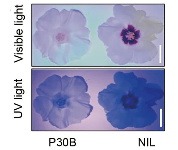 Open access visualization of Photo, Flowers, Visible Light, UV Light, P30B