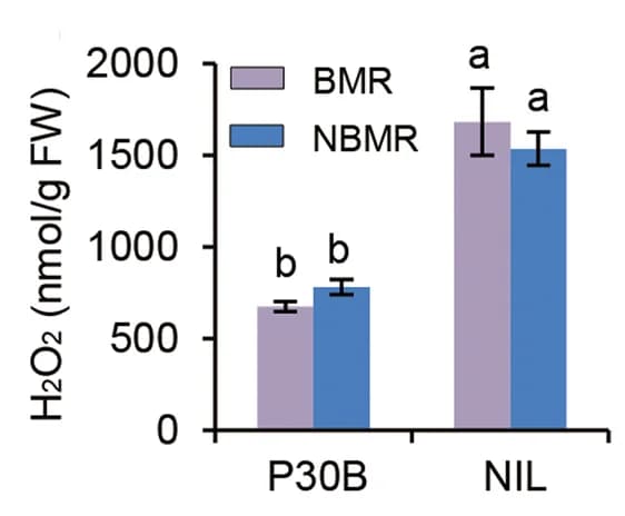 Open access visualization of Clustered, Error Bars, Flower H2O2 Content, P30B, NIL