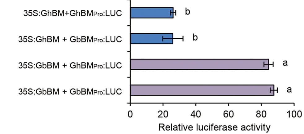 Open access visualization of Bar Plot, Error Bars, N. benthamiana Leaves, Infiltration, Luminescence Intensity