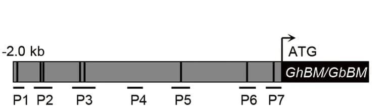 Open access visualization of Illustration, ChIP Assays, MYB-core elements, Promoter, GhBM