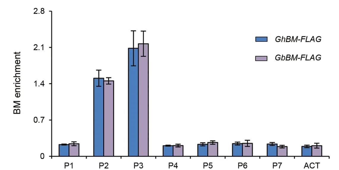 Open access visualization of Bar Plot, Error Bars, Clustered, ChIP Assays, GbBM
