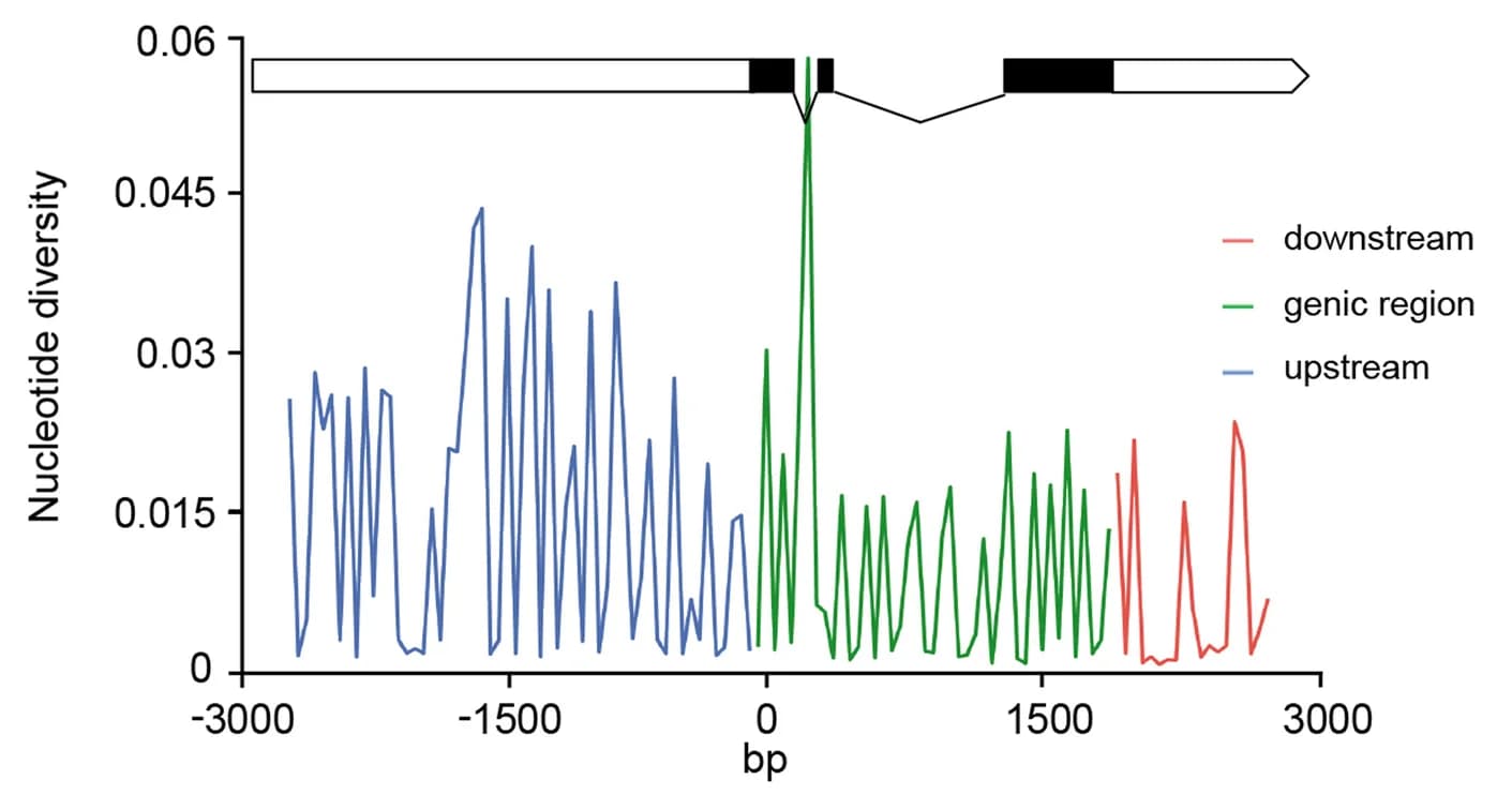 Open access visualization of Line Plot, Nucleotide diversity, GhBM, G. hirsutum, Domestication