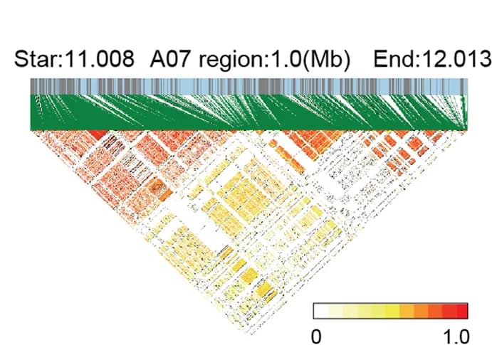 Open access visualization of Heatmap, Bar Plot, Linkage disequilibrium, Beauty Mark, G. hirsutum