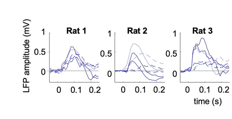 Open access visualization of Line Plot, LFP responses, Channel, Rats, Stimulus-evoked responses