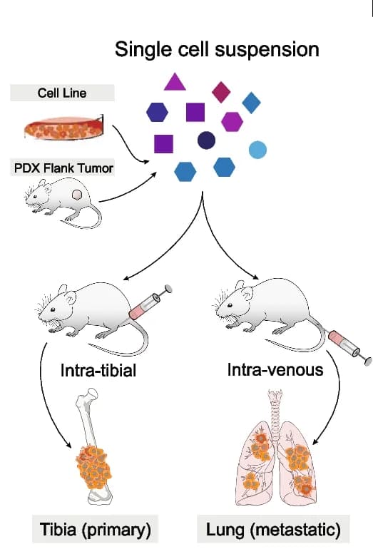 Open access visualization of Workflow, Illustration, Study design, Orthotopic Tibia Tumors, Lung-colonizing Tumors