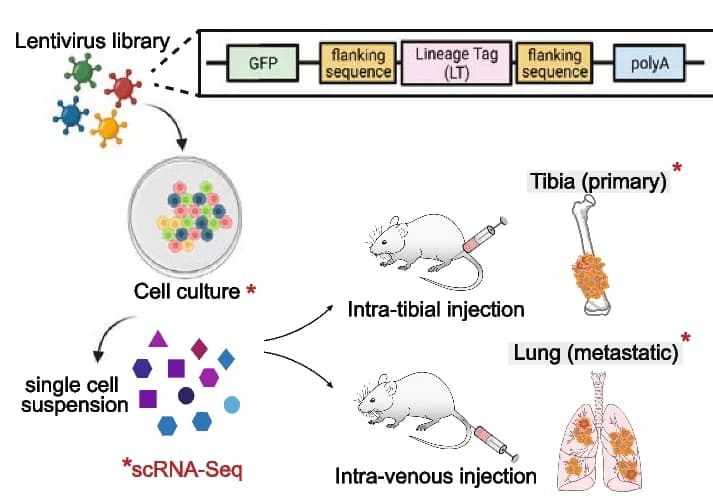 Open access visualization of Workflow, Illustration, Experimental set-up