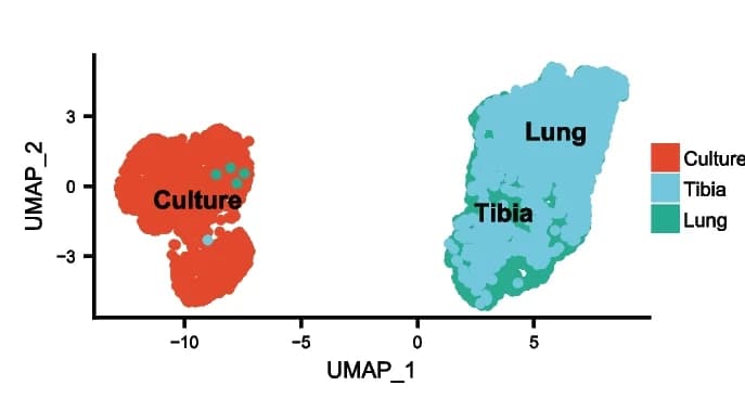 Open access visualization of Scatter Plot, UMAP, UMAP analysis, Lineage-tagged cells, OS-17 cells