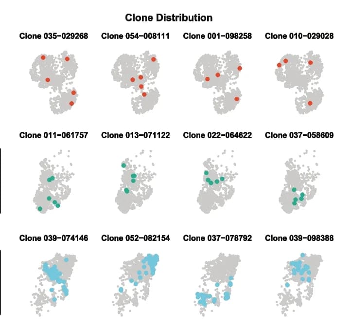 Open access visualization of Scatter Plot, UMAP, Cells, Dimensional reduction plots, Clonal families