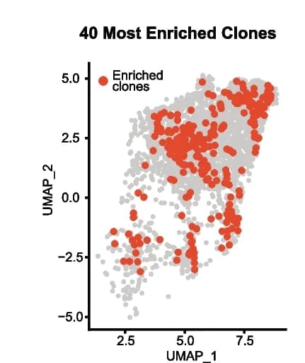 Open access visualization of Scatter Plot, UMAP, UMAP visualization, Cells, Clonal families