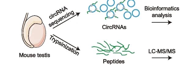 Open access visualization of Workflow, Flowchart, Illustration, Bioinformatic Analysis, Mass Spectrometry