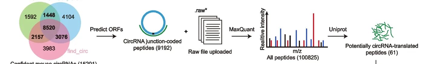 Open access visualization of Workflow, Venn Diagram, Bar Plot, circRNAs, ORFs