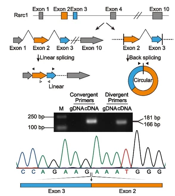 Open access visualization of Workflow, Gel, Line Plot, Genomic Region, Rsrc1