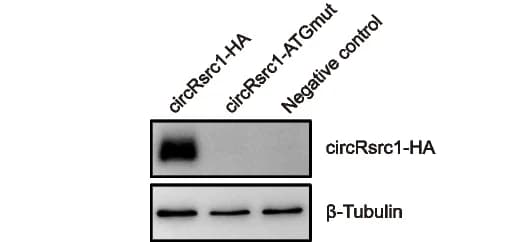 Open access visualization of Gel, Western Blotting, Cells, circRsrc1-HA, circRsrc1-ATGmut