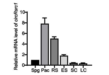 Open access visualization of Bar Plot, Error Bars, circRsrc1, Germ Cells, Somatic Cells