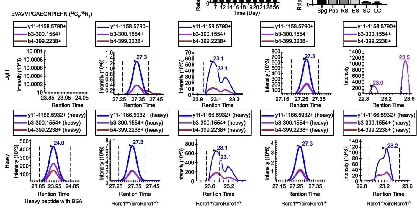 Open access visualization of Line Plot, Bar Plot, Mass Spectrometry, circRsrc1, Peptides