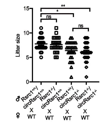 Open access visualization of Scatter Plot, Litter Size, Knockout Mice, Wild-Type Mice