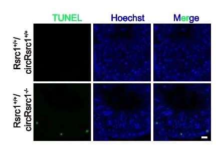 Open access visualization of Microscopy, TUNEL Staining, Wild-Type Mice, Rsrc1 + / + /circRsrc1 -/- Mice, Stage I