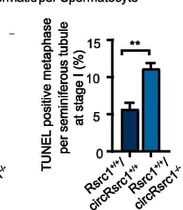 Open access visualization of Bar Plot, Error Bars, TUNEL Positive Metaphase, Seminiferous Tubule, Wild-Type Mice
