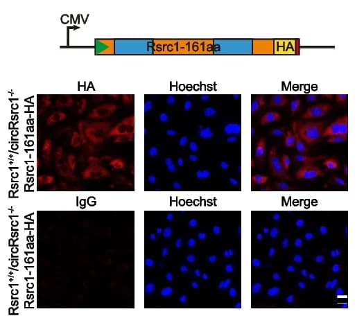 Open access visualization of Microscopy, Illustration, Rsrc1-161aa, GC-1 spg Cells, Fluorescence Images