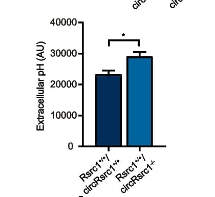 Open access visualization of Bar Plot, Error Bars, Extracellular pH, Wild-type mice, Sperm