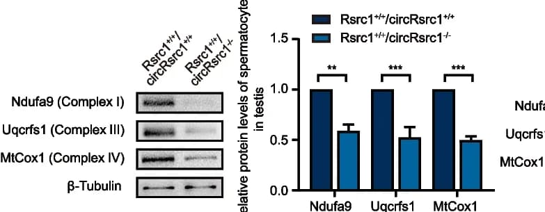 Open access visualization of Bar Plot, Error Bars, Gel, Flow cytometry, Spermatocytes