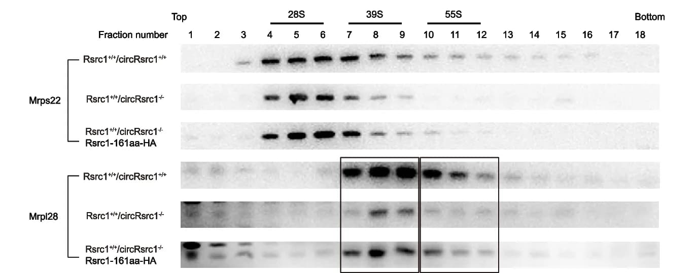 Open access visualization of Gel, Cell lysates, Wild-type cells, Rsrc1 + / + /circRsrc1 -/- cells, Rescue cells
