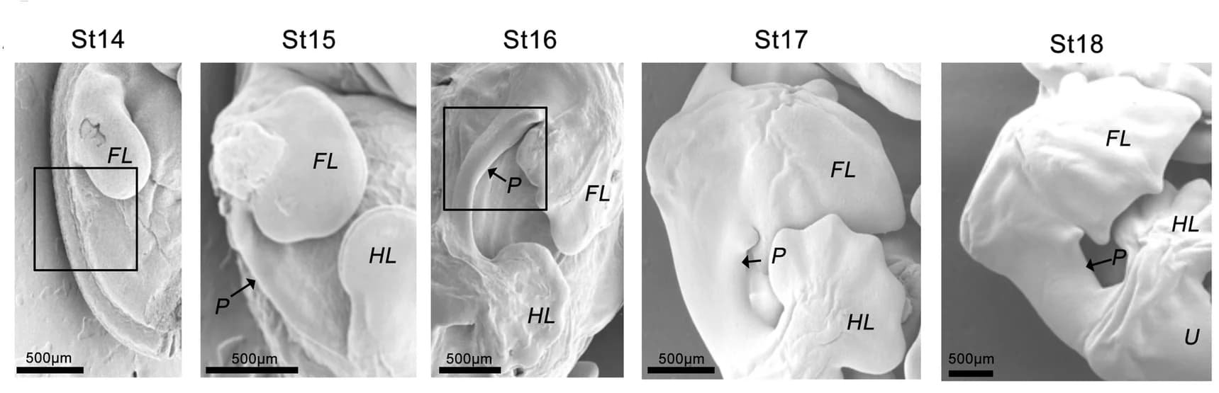 Open access visualization of Microscopy, Scanning Electron Microscopy, Bat Wing Development, Trunk Region, Carollia