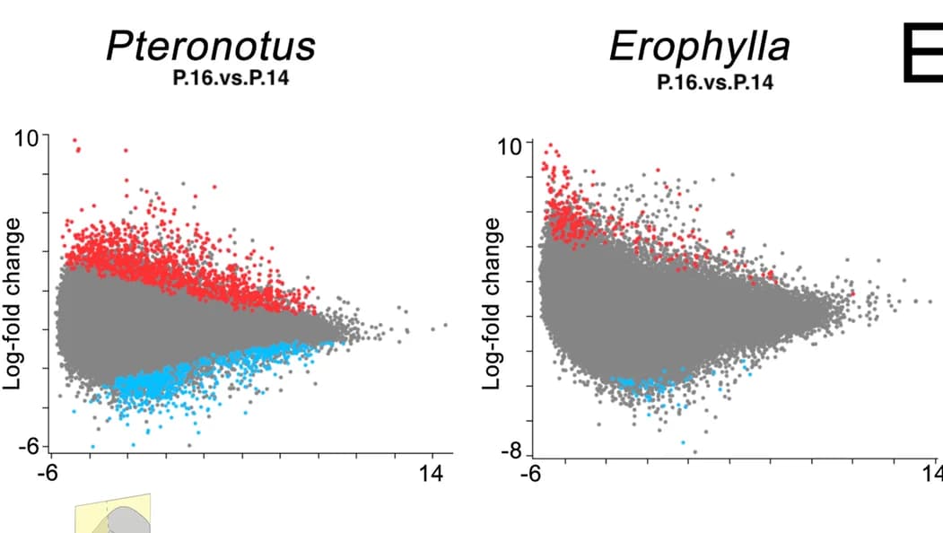 Open access visualization of Scatter Plot, Volcano Plot, Differential Expression, Plagiopatagia, Developmental Stage