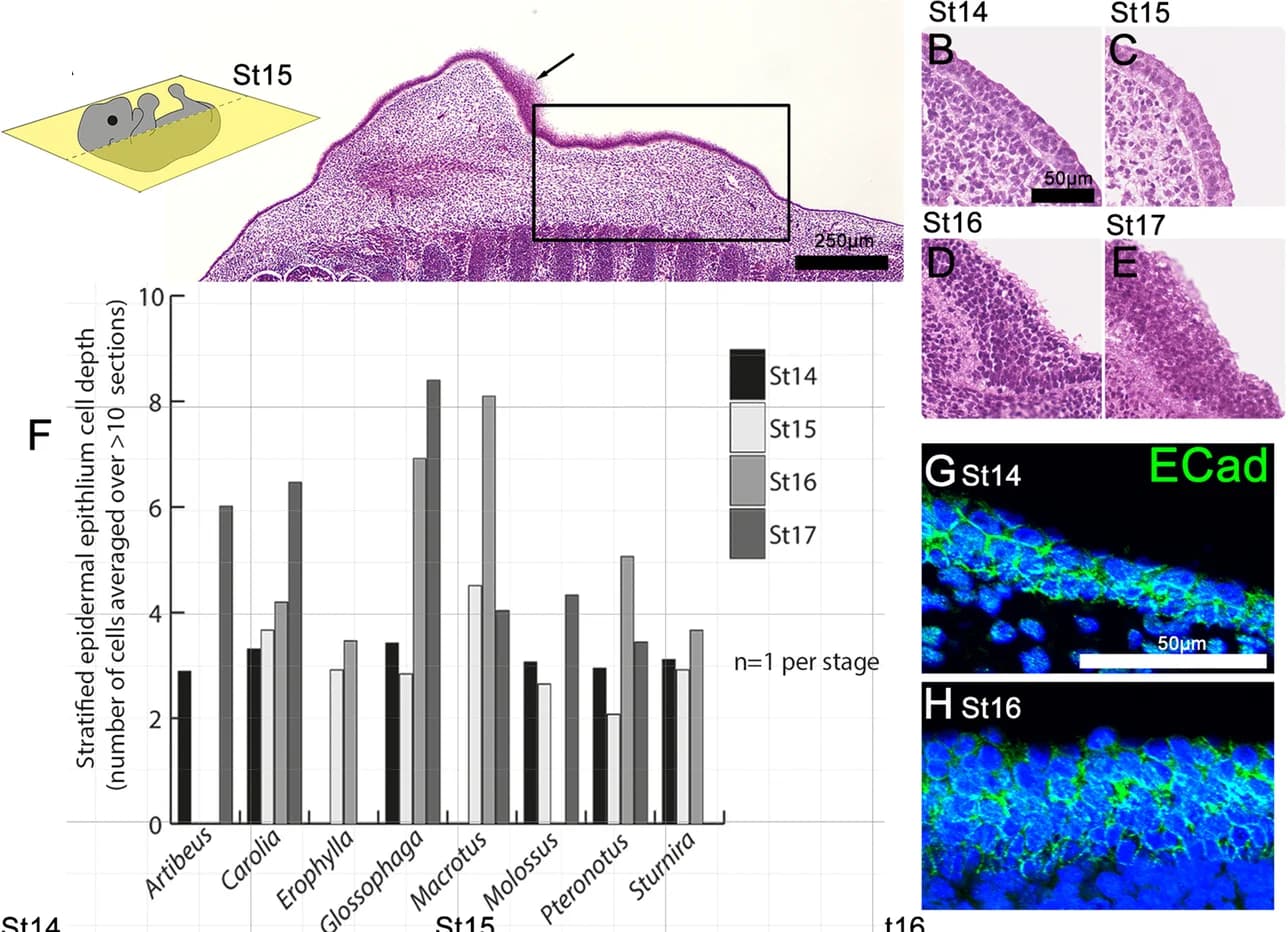 Open access visualization of Bar Plot, Microscopy, Hematoxylin, Eosin, Carollia
