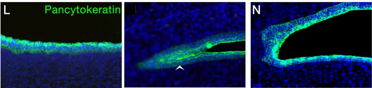 Open access visualization of Microscopy, Protein Localization, Carollia, Plagiopatagium Epithelium, Pan Cytokeratin