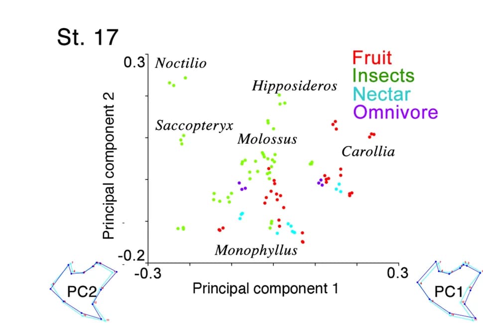 Open access visualization of Scatter Plot, PCA, PCA Plots, Plagiopatagium Morphospace, Dietary Component