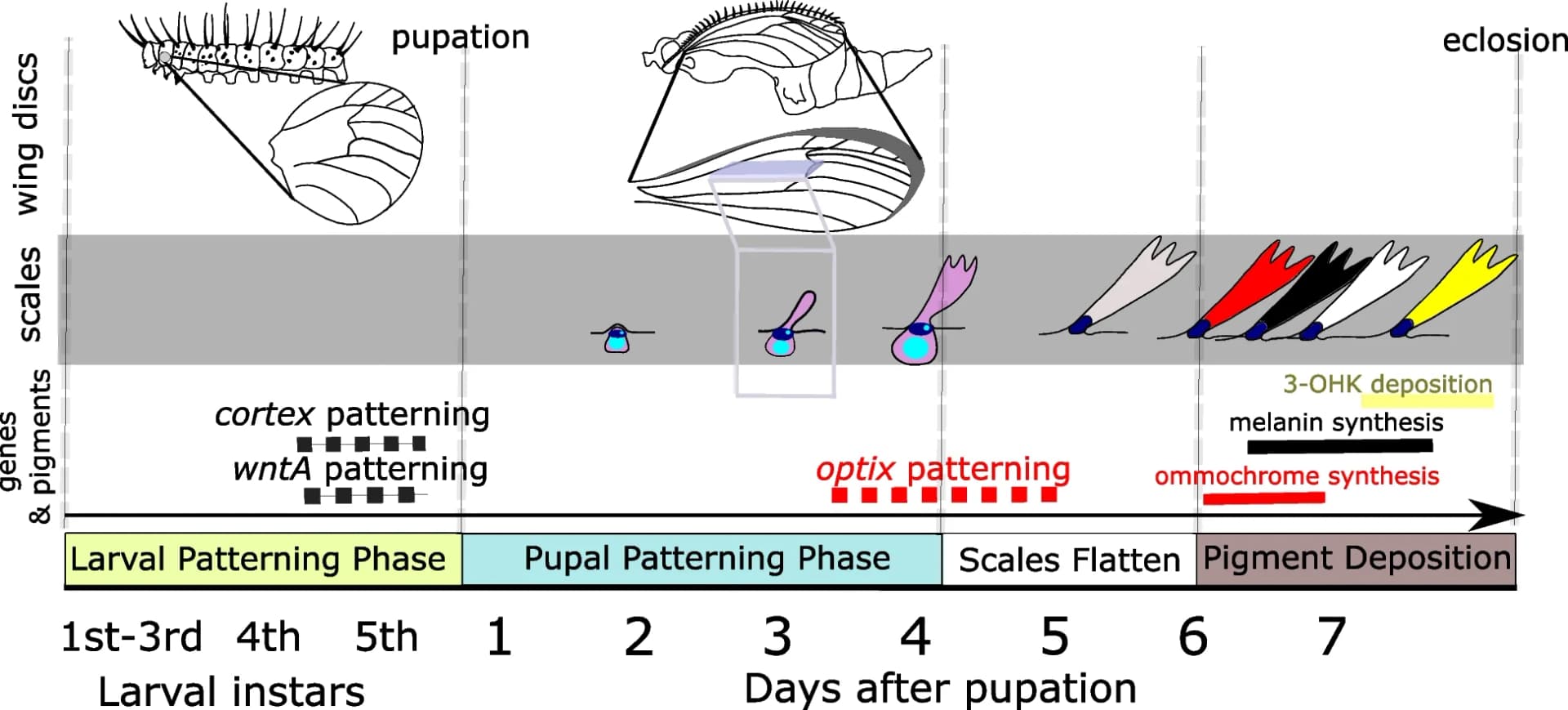Open access visualization of Workflow, Illustration, Wing Pattern Development, Imaginal Discs, Scale Cells