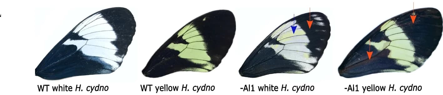 Open access visualization of Photo, Wild-type, Knockouts, White, Yellow