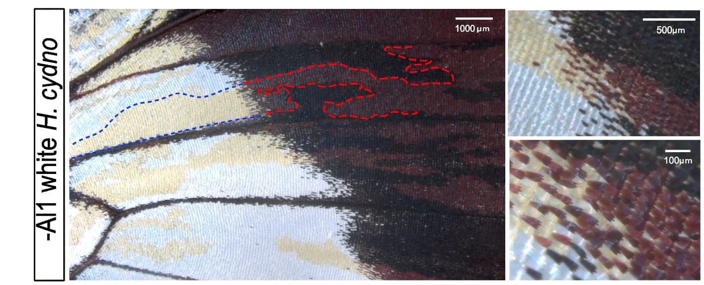 Open access visualization of Microscopy, Photo, Mutant, Wing, White