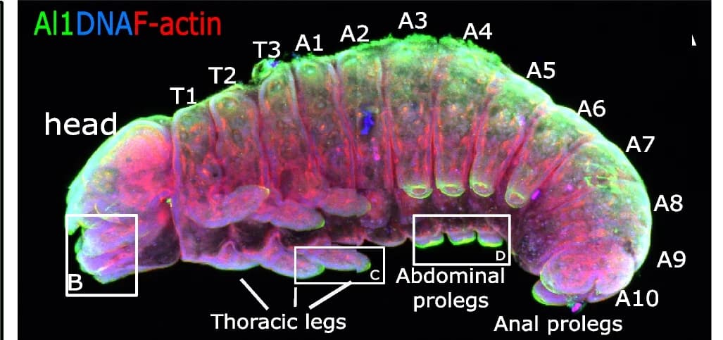 Open access visualization of Microscopy, Wild-type embryos, Immunodetection, Appendages, Thoracic legs