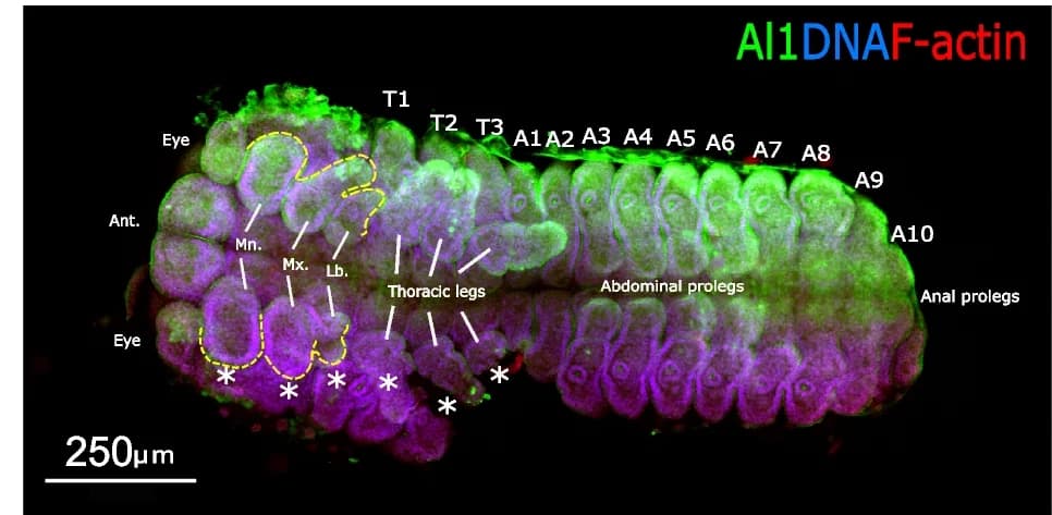 Open access visualization of Microscopy, CRISPR embryos, Immunodetection, Aristaless1, Embryos