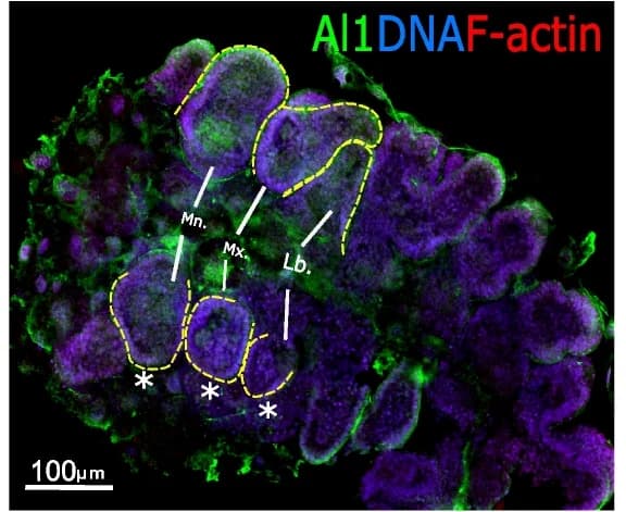 Open access visualization of Microscopy, CRISPR embryos, Immunodetection, Aristaless1, Embryos