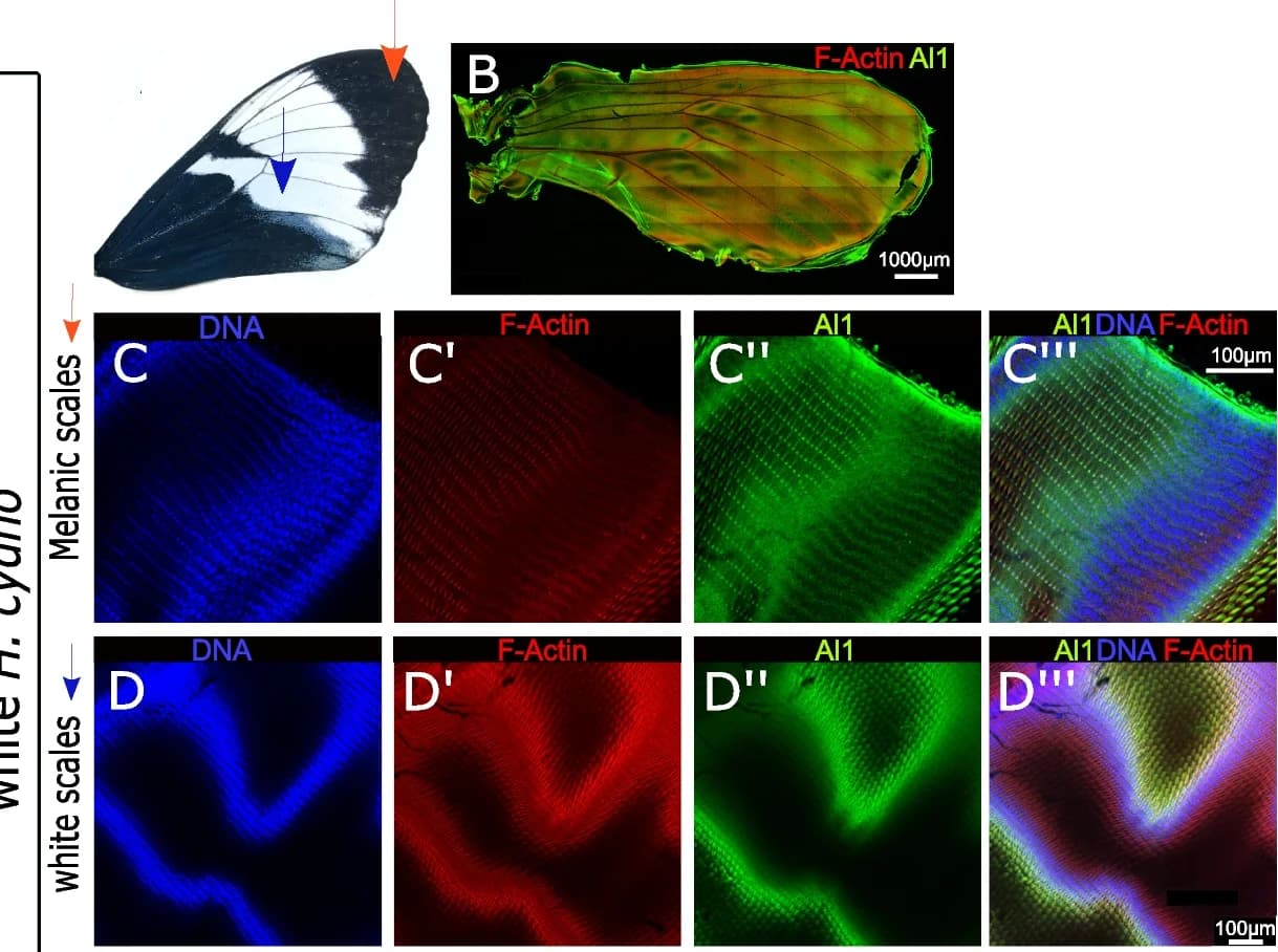 Open access visualization of Microscopy, Photo, Adult Forewing, Heliconius cydno