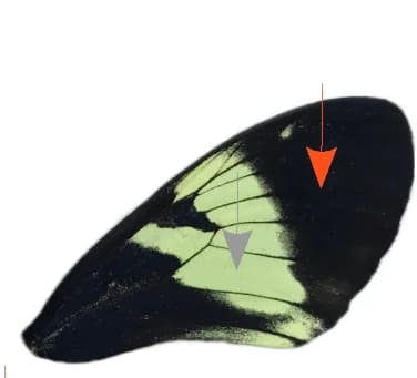 Open access visualization of Photo, Adult Forewing, Heliconius cydno