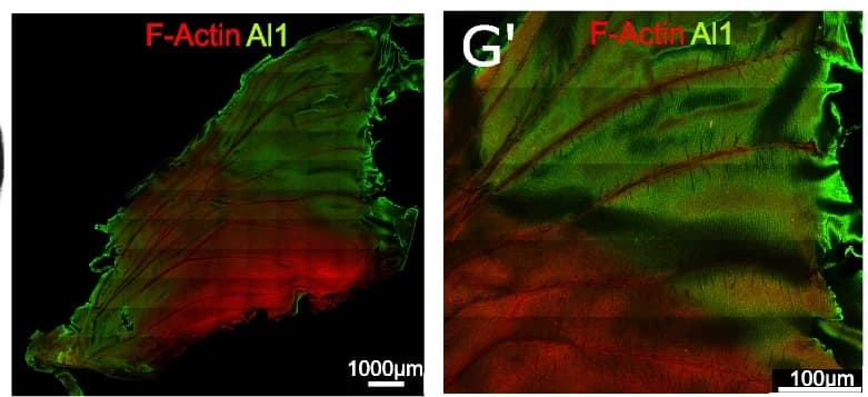 Open access visualization of Microscopy, Al1 detection, Pupal Wing, Heliconius cydno