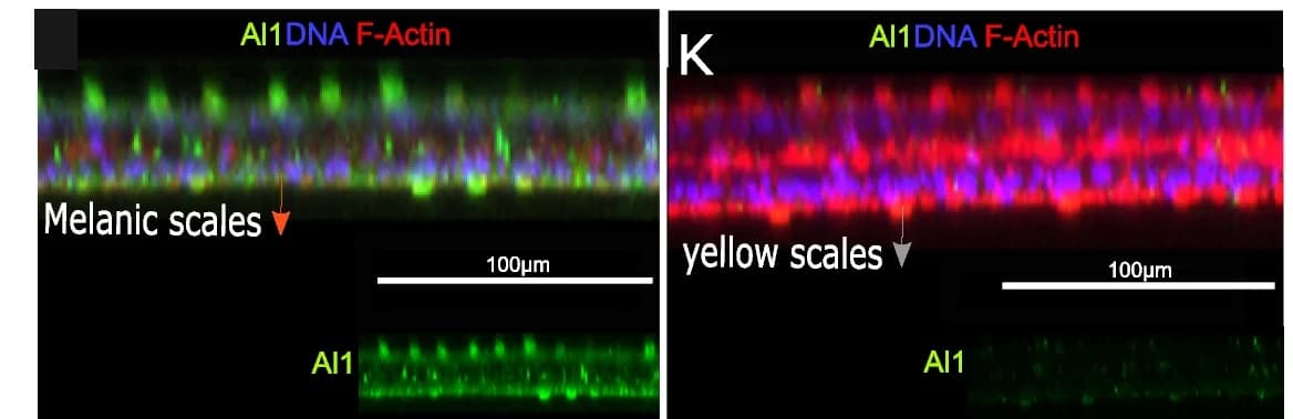 Open access visualization of Microscopy, Digital Reconstruction, Z-stack, Al1 detection, Precursor Scale Cells