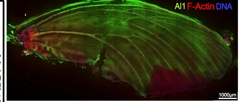 Open access visualization of Microscopy, Immunodetection, CRISPR Knockout, Forewing, Al1
