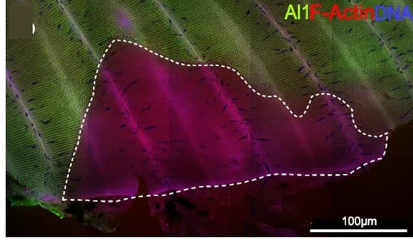 Open access visualization of Microscopy, Clone, Wing, Distal Edge