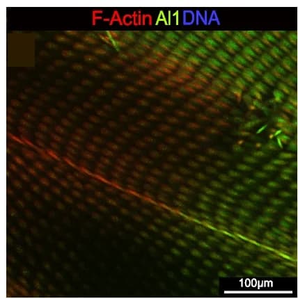 Open access visualization of Microscopy, Scale Precursors, CRISPR Clones, Al1, F-Actin