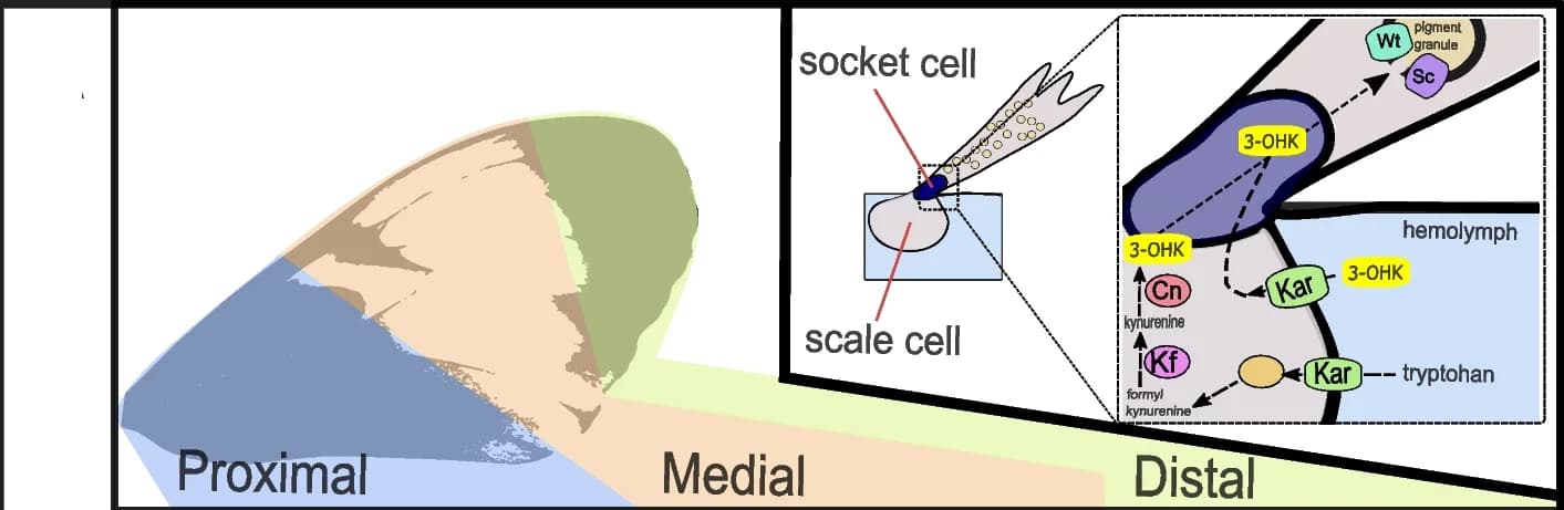Open access visualization of Illustration, Workflow, Adult Wing, Pathway Model, Scale Cells